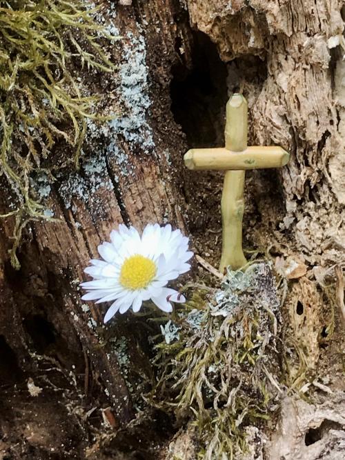 Vor einer kleinen Erdhöhle steht ein Kreuz, davor blüht eine Margarite