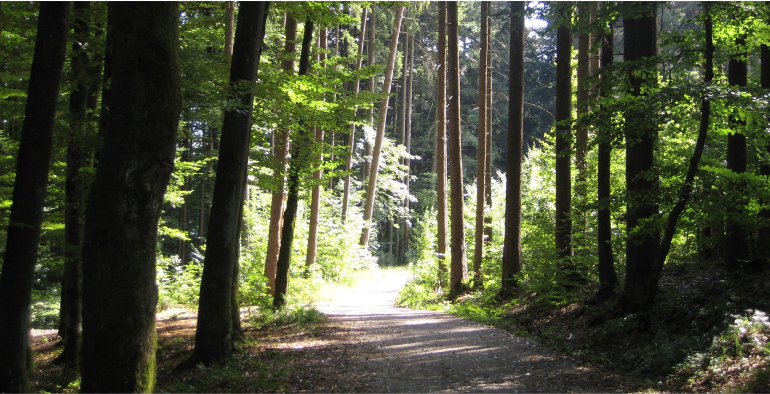 Weg in einem lichten Laubwald