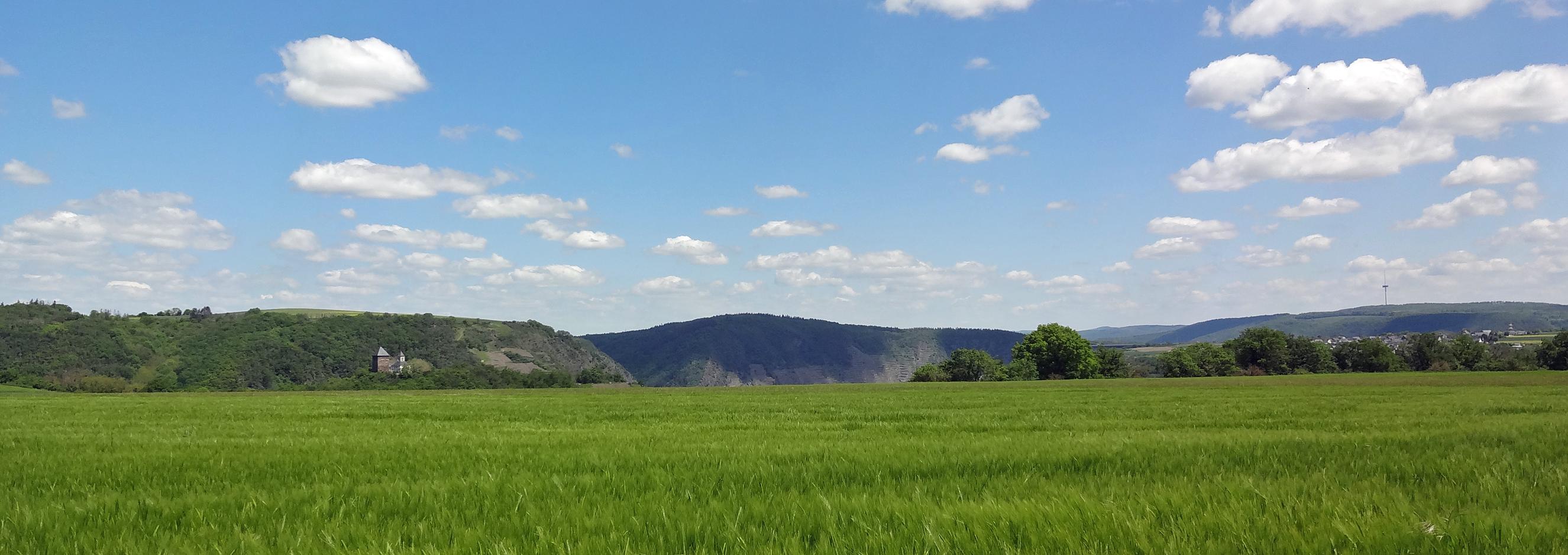 Man sieht im Vordergrund ein Getreidefeld auf dem Maifeld und im Hintergrund die Matthiaskapelle Kobern mit den Moselbergen.