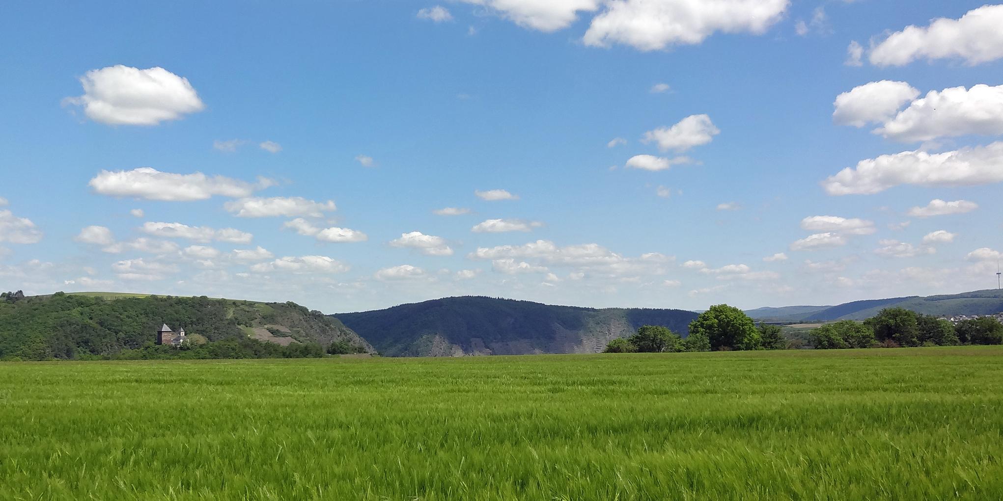 Man sieht im Vordergrund ein Getreidefeld auf dem Maifeld und im Hintergrund die Matthiaskapelle Kobern mit den Moselbergen.