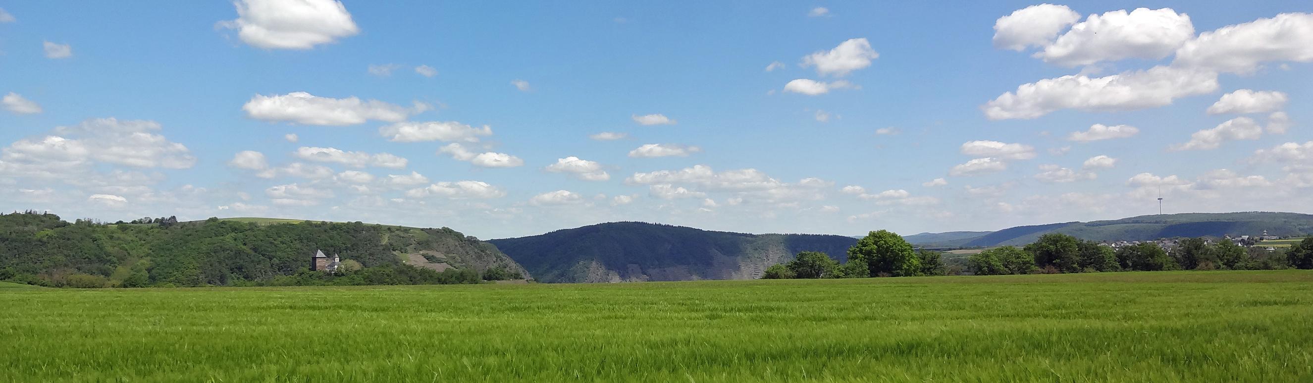 Man sieht im Vordergrund ein Getreidefeld auf dem Maifeld und im Hintergrund die Matthiaskapelle Kobern mit den Moselbergen.